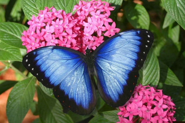 美しい蝶を知ろう 綺麗な色や形を知ることは創作にも必ず役立つ 創作ネタまとめ Bl男女ネタのヒント そうとめ